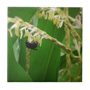 O pólen de milho é alegre para as abelhas hoje.