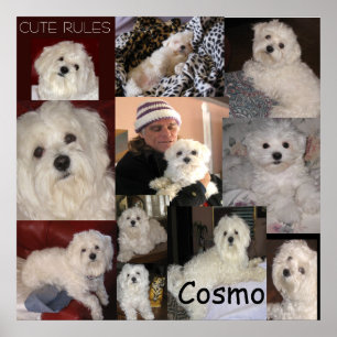 O poster de Cosmo por lin