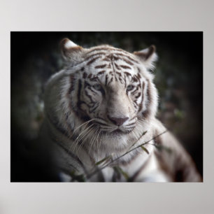 O Poster de Olhos Vigiosos do Tigre