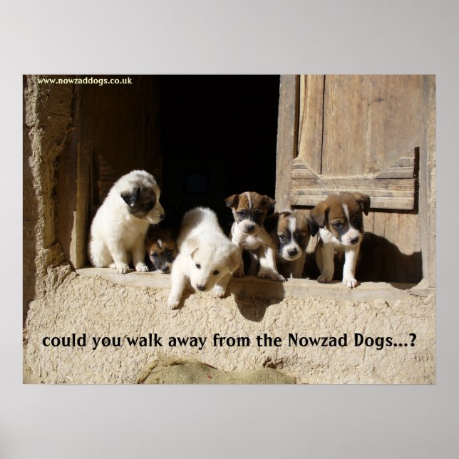 O poster do Nowzad Puppies (Frente)