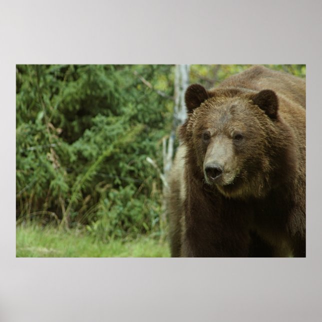 O Poster do Urso Grizzly (Frente)