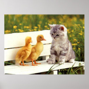 O poster feio do pato