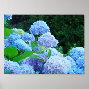 O poster imprime o jardim de flores azul do