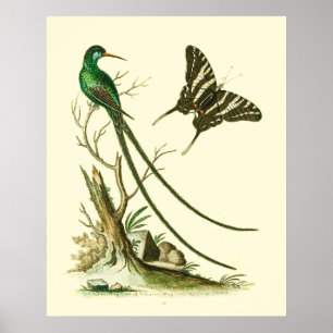 O poster Vermelho-faturado do colibri de
