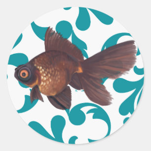 O preto amarra a etiqueta do peixe dourado