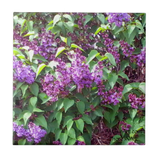 O primavera do PhotosNArt de MClairArt floresce o