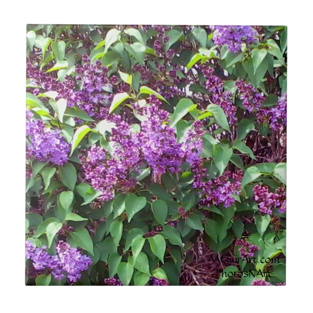 O primavera do PhotosNArt de MClairArt floresce o (Frente)