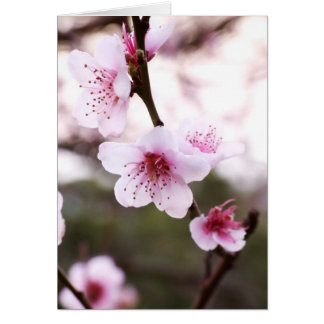 O primavera floresce cartão