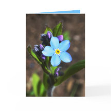 O primavera floresce o cartão