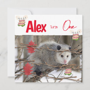 O primeiro convite à infância - Possum