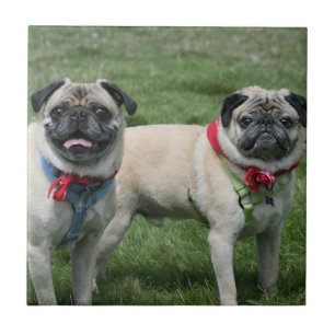 O Pug persegue o azulejo