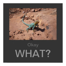 O quê? Collared Lizard poster