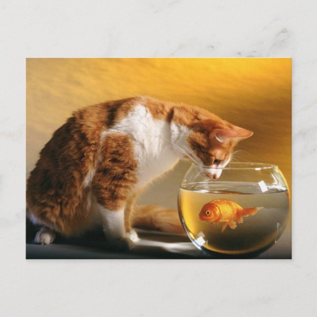 O Que Há Para Jantar? Cartão Postal (Frente)