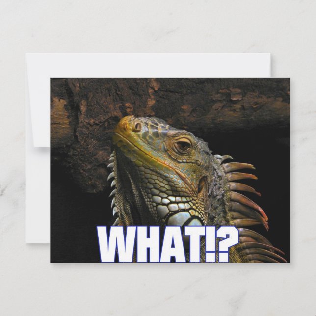 O quê? Iguana (Frente)