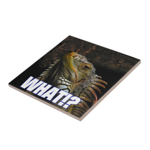 O quê? Iguana