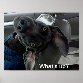 O que se passa? Weimaraner Poster