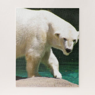 O QUEBRA-CABEÇA DE URSO POLAR