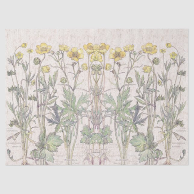 O ranúnculo botânico floresce o lenço de papel (Frente )