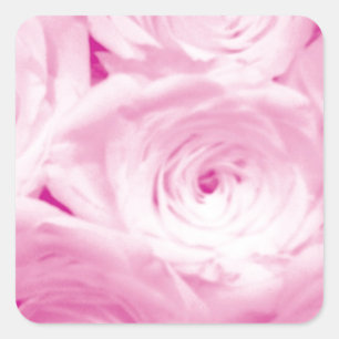 O rosa do rosa floresce a etiqueta quadrada para o