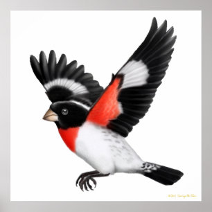 O Rosa voador do Poster de Grosbeak quebrado