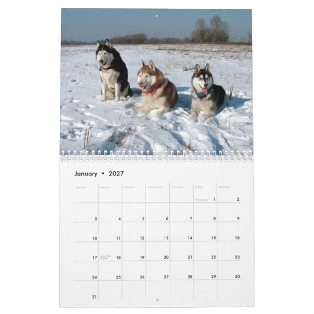 O rouco Siberian persegue o calendário de parede (Jan 2027)