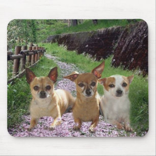 O roxo da chihuahua floresce Mousepad
