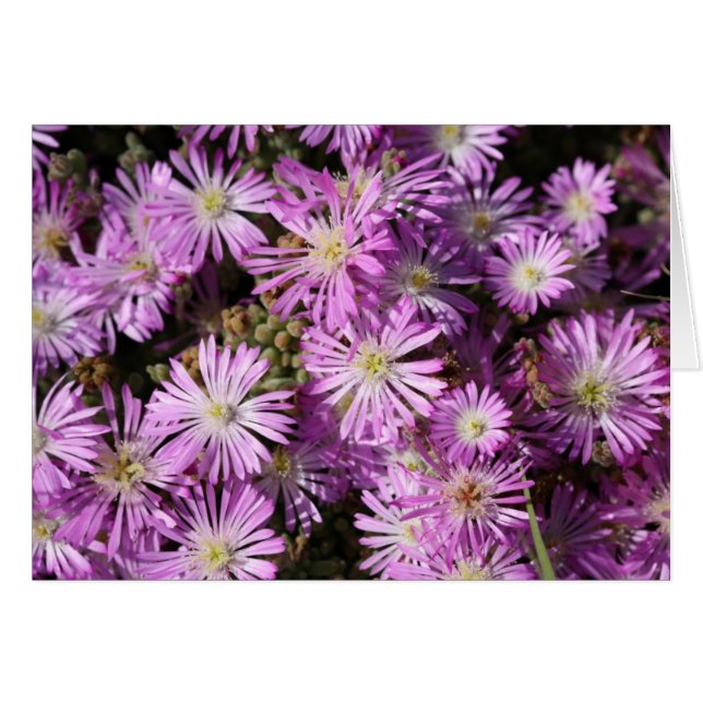 O roxo floresce o cartão vazio (Frente Horizontal)