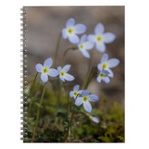 O roxo pequeno de Bluets floresce o caderno do
