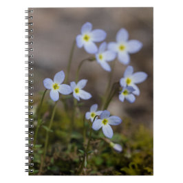 O roxo pequeno de Bluets floresce o caderno do