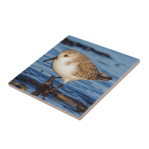 O Sanderling vagueia a costa invernal