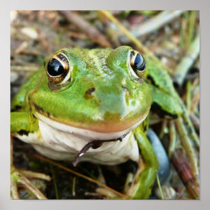 O sapo Eyes o poster