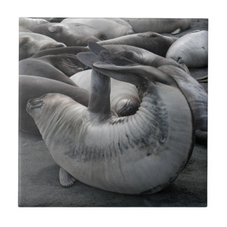 O selo da sereia - azulejo