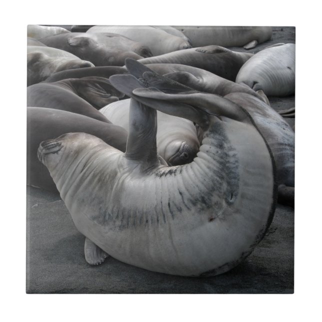 O selo da sereia - azulejo (Frente)