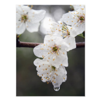 O seu alargamento de fotos personalizado de 12" x