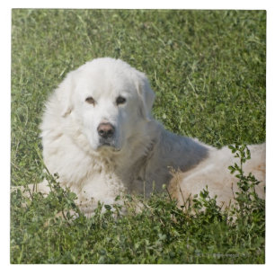 O sheepdog de Maremma no pasto actua como uns