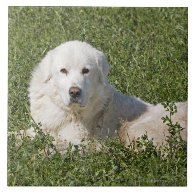 O sheepdog de Maremma no pasto actua como uns (Frente)