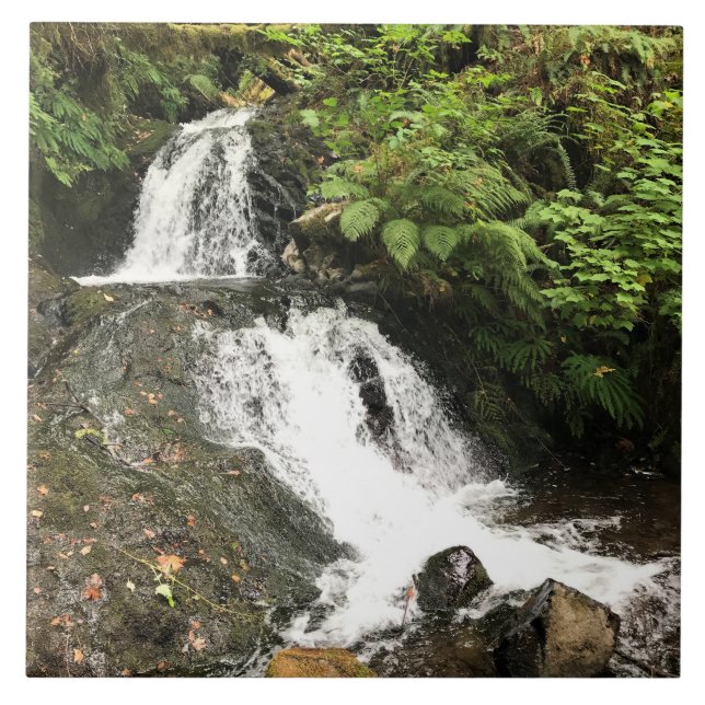 O Shepperd's Dell Cai, OU (Frente)