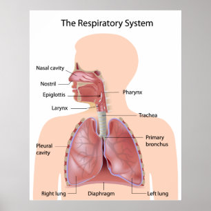 O sistema respiratório rotulado impressão