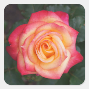 O Sonho Vem a Verdadeira Rosa Nº 1 Adesivos