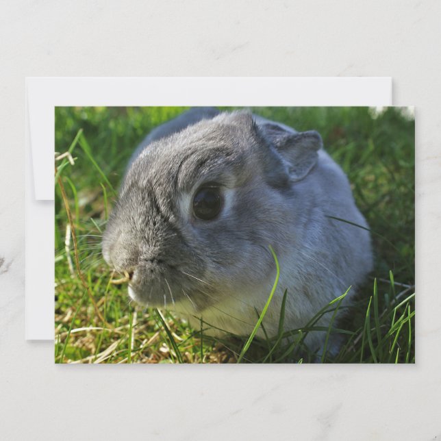 O Sr. Bunny fecha (Frente)