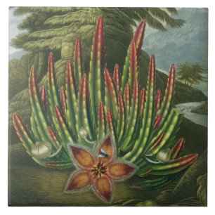 O Stapelia do Larva-Rolamento, gravado por