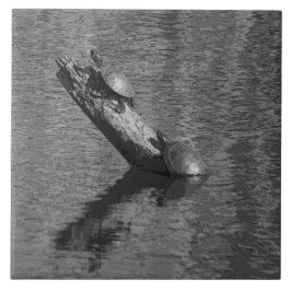 O tempo da tartaruga cronometra dois o azulejo da