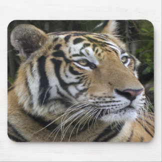 O tigre pensativo fecha acima Mousepad