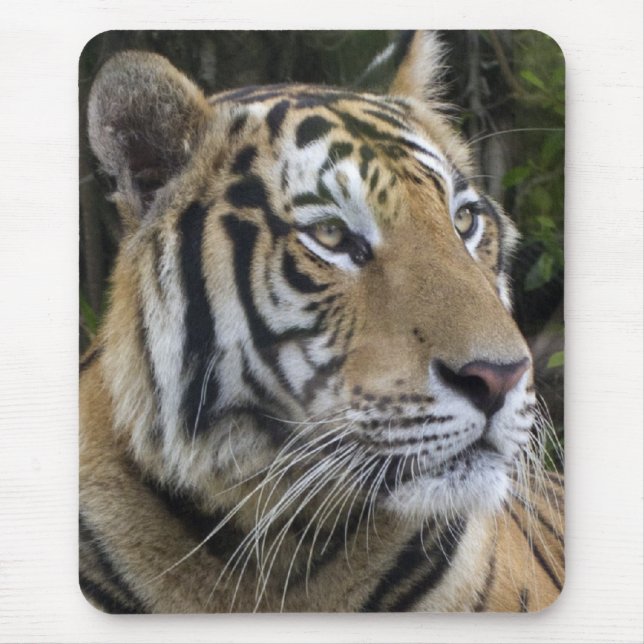 O tigre pensativo fecha acima Mousepad (Frente)