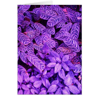 O tigre roxo brilhante sae do cartão de nota do