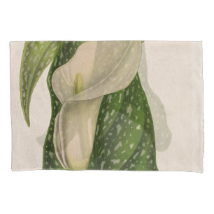 O verde do lírio de Calla da flor do vintage deix