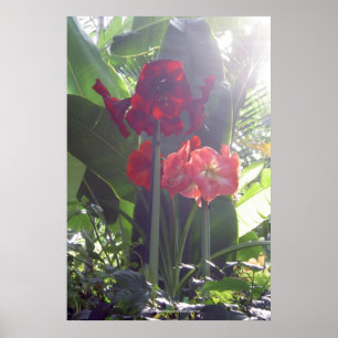 O vermelho floresce o poster