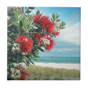 O vermelho floresce o verão de Nova Zelândia da