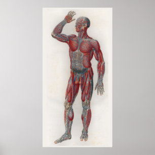 O vintage 1833 Muscles o poster da anatomia das