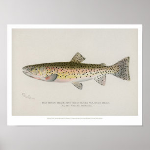 O vintage pesca o poster - truta da montanha